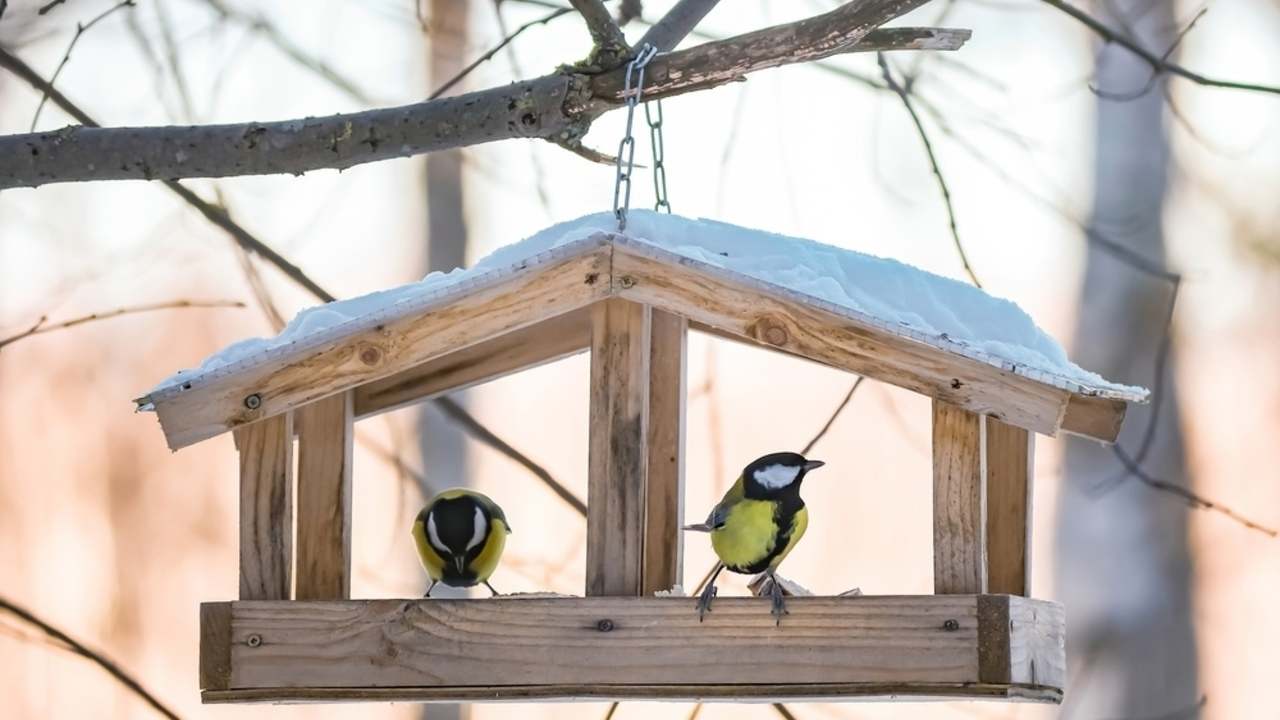 Sýkorky na drevenom zimnom kŕmidle pokrytom snehom