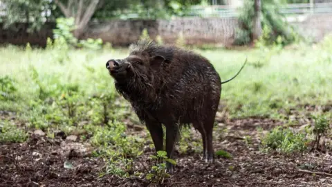 Diviak stojaci pri okraji záhrady neďaleko rodinného domu