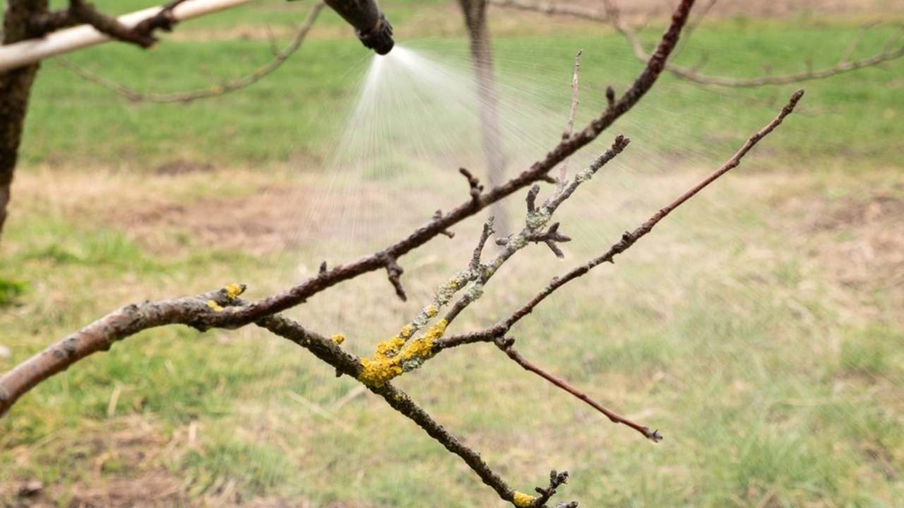 Postrekovacia tryska rozstrekuje roztok močoviny na konáre ovocného stromu počas jesene.