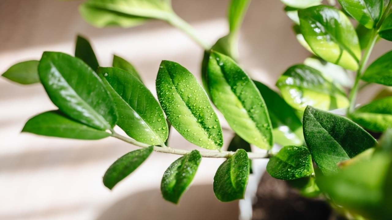 Zdravý zamiokulkas s lesklými zelenými listami