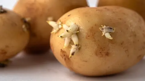 Detail zemiaka s malými klíčkami na jeho povrchu.