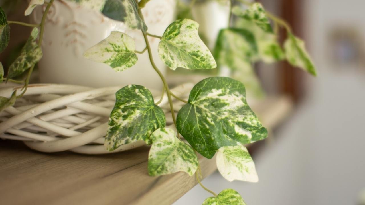 Brečtan popínavý s panašovanými listami v interiéri, vhodný ako rastlina pohlcujúca vlhkosť v domácnosti.