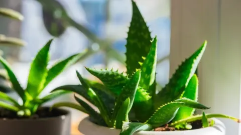 Aloe vera v črepníku umiestnená na svetlom parapete.