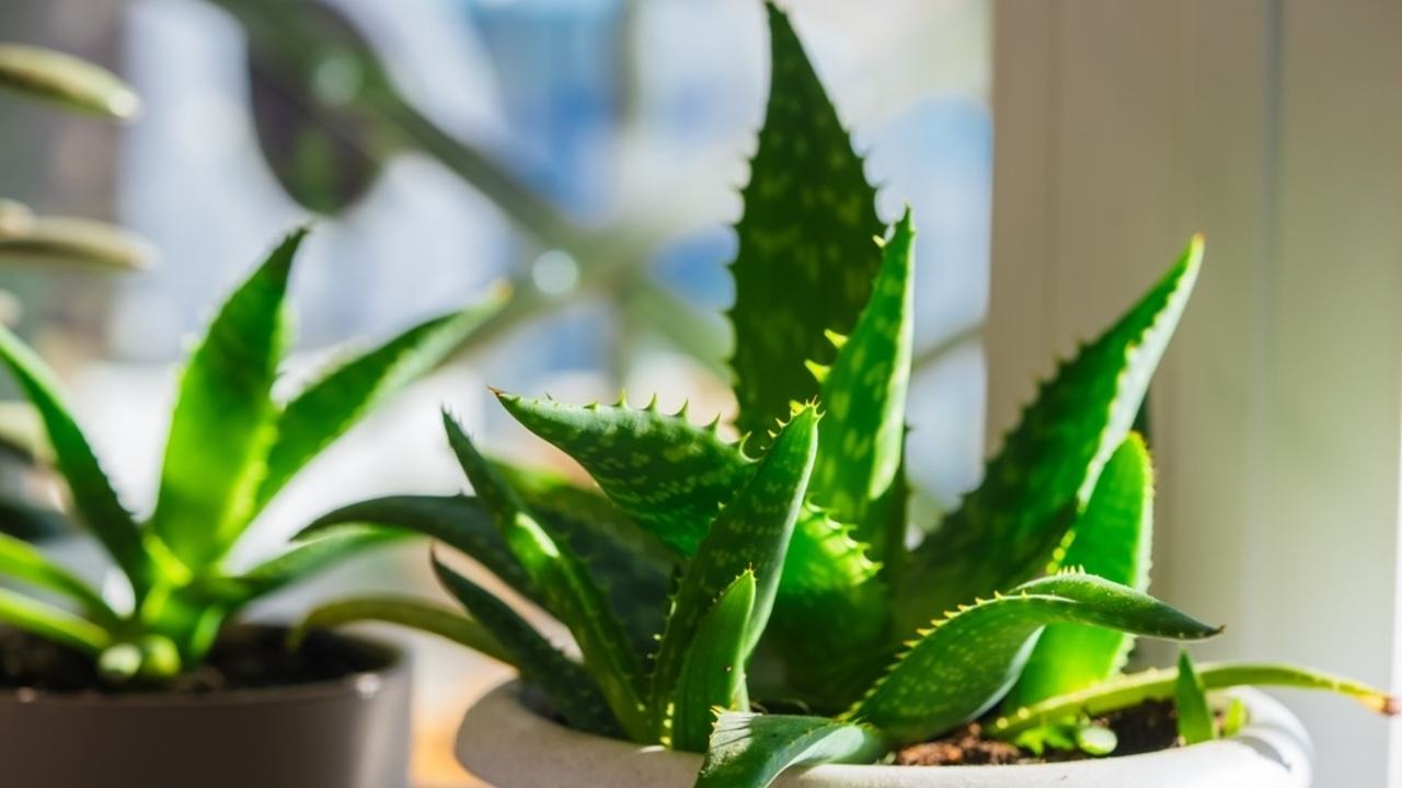 Aloe vera v črepníku umiestnená na svetlom parapete.