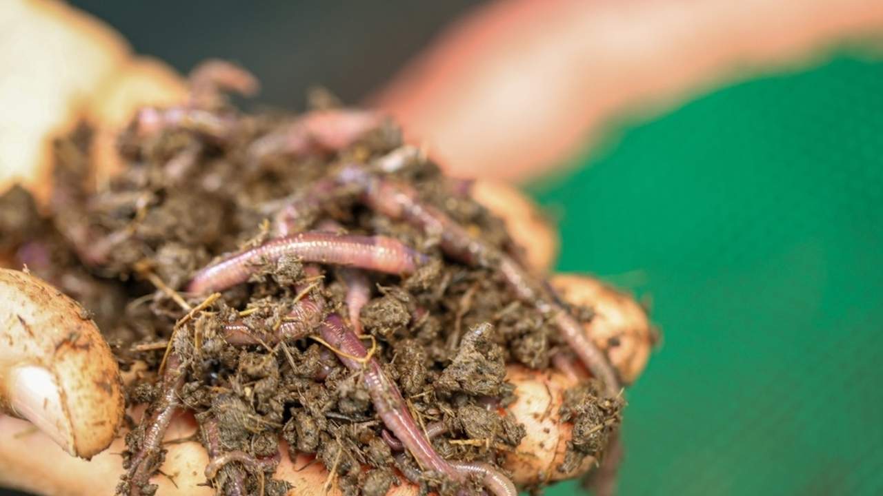 Dážďovky v kompostéri premieňajú organický odpad na humus.