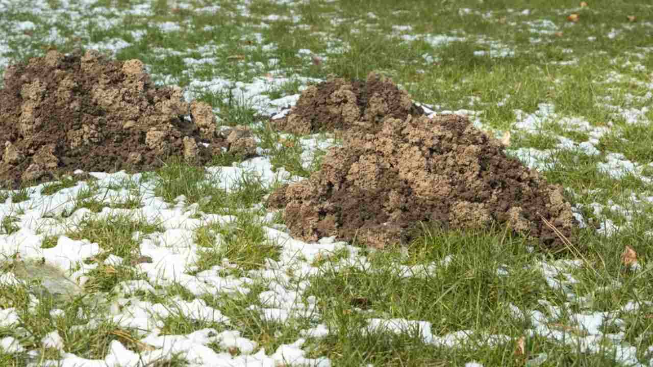 Krtince v záhrade a pôda z krtinca ako prírodný zdroj pre záhon a trávnik