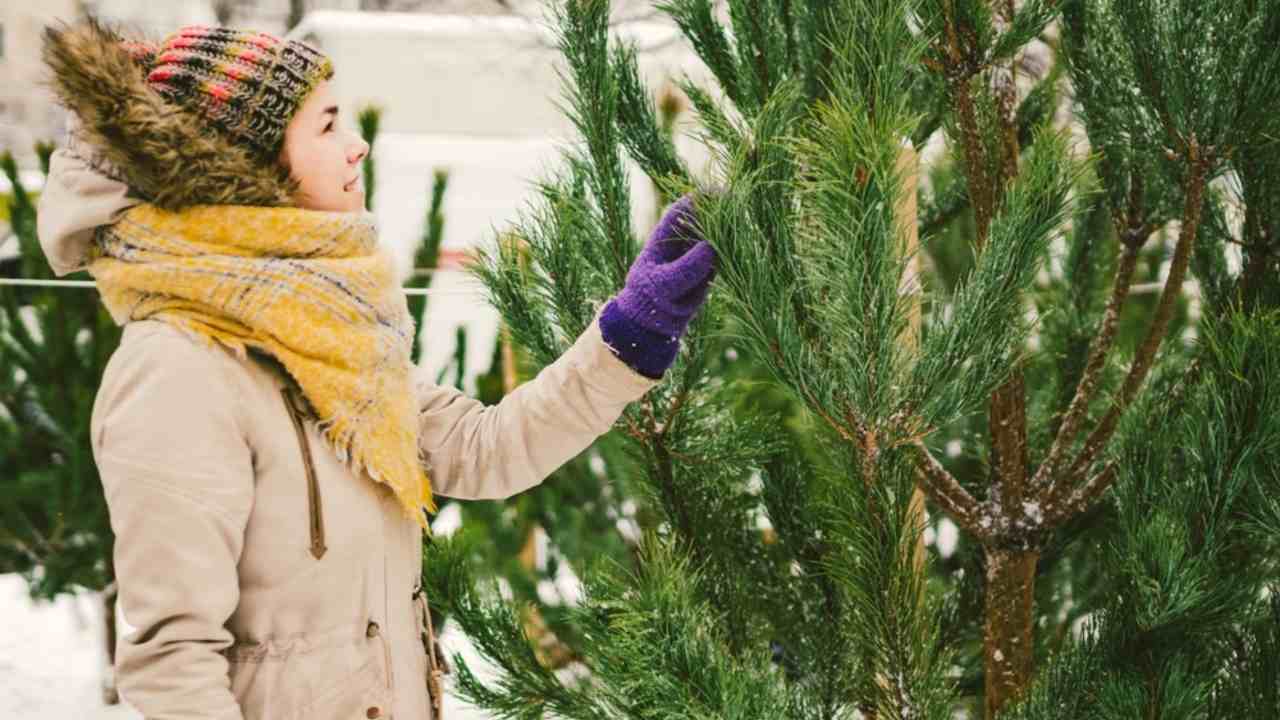 Živý vianočný stromček vonku v zimnom prostredí