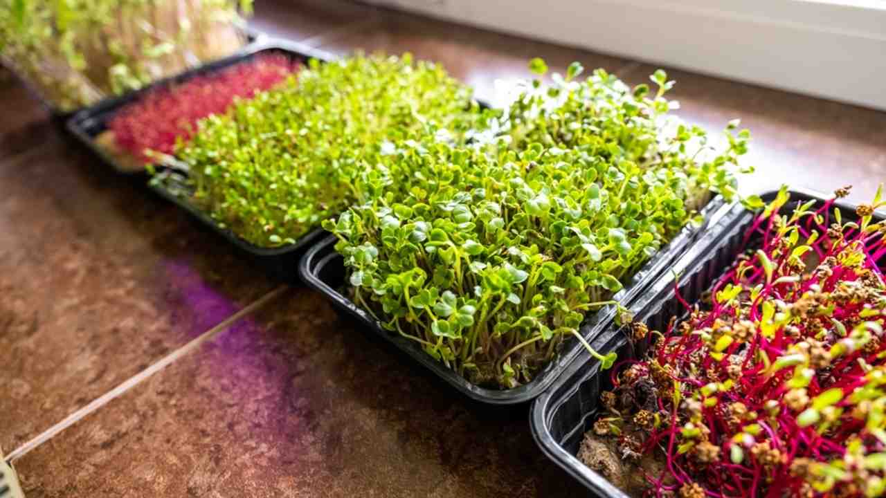 Pestovanie mikrolistkov na parapete v kuchyni