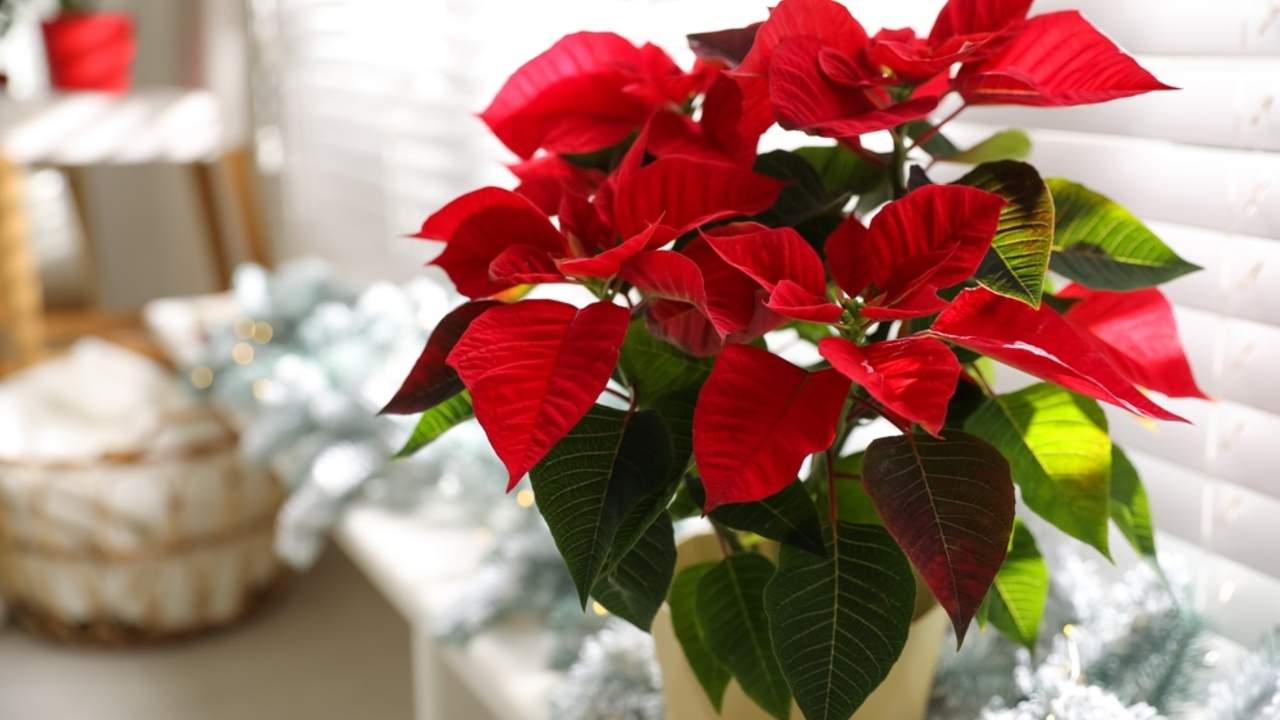 Zdravá vianočná hviezda s jasne červenými prílistkami položená v interiéri pri dennom svetle.