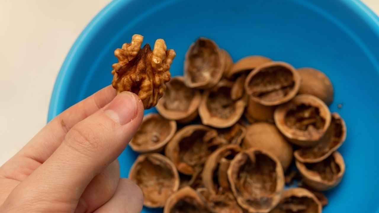 Škrupiny z vlašských orechov v miske a jadro orecha v ruke ako symbol ich ďalšieho využitia