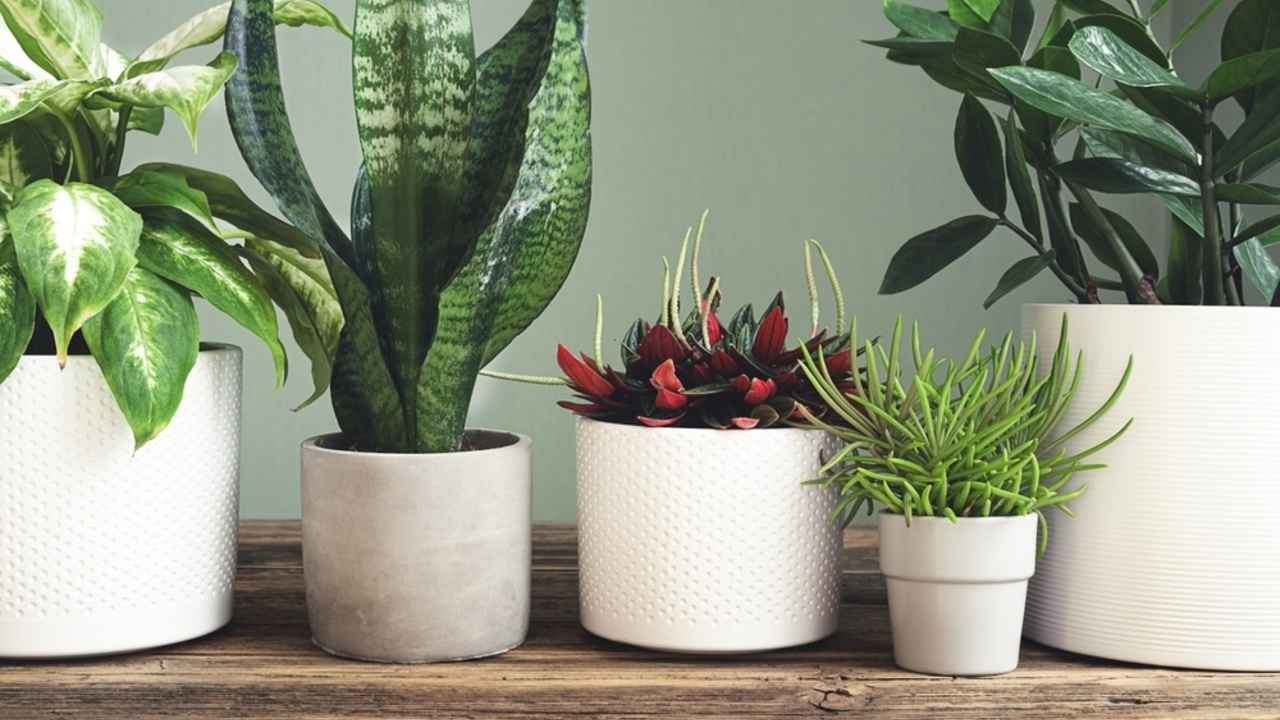 Izbové rastliny v kvetináčoch vhodné ako darček do interiéru