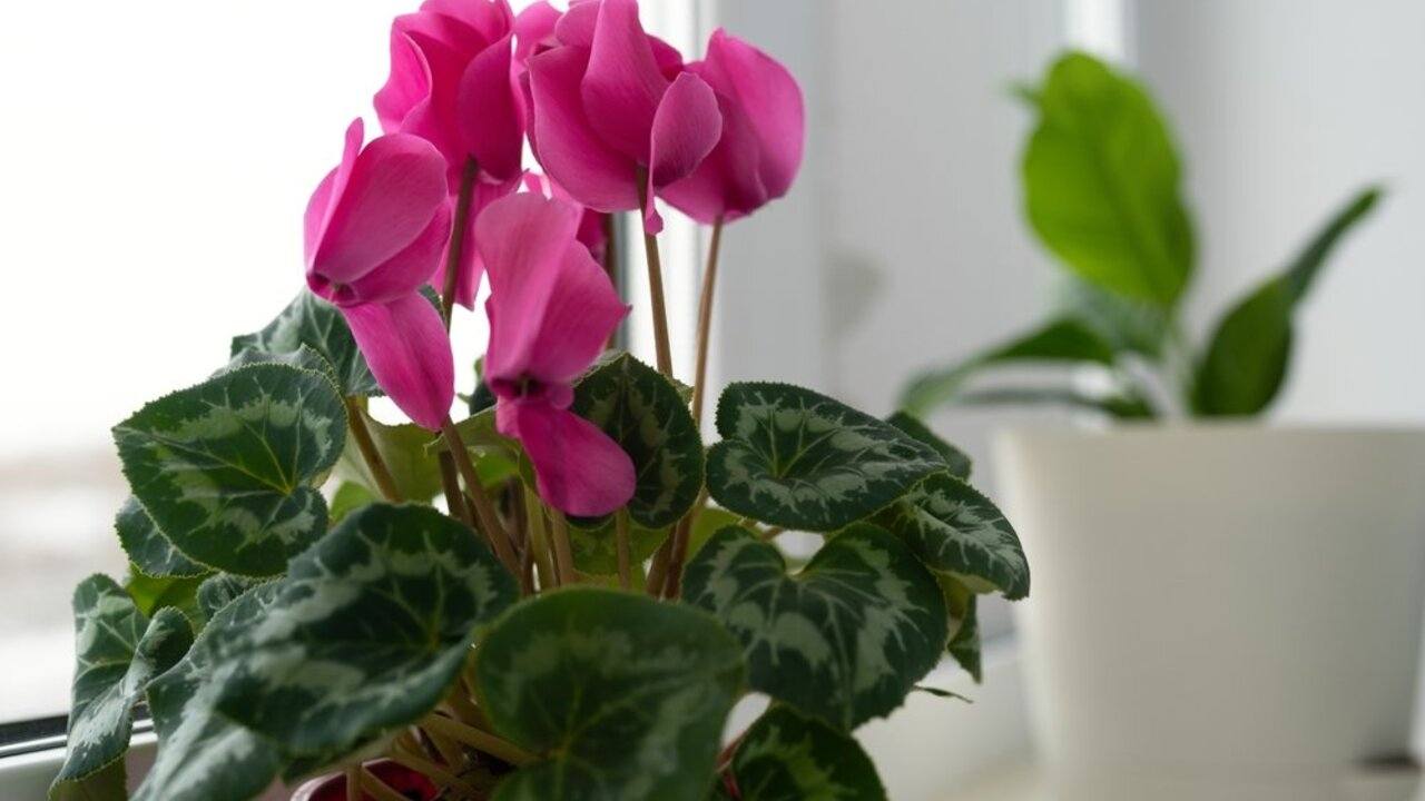 Kvitnúci cyklámen (alpínska fialka) v kvetináči na parapete v interiéri