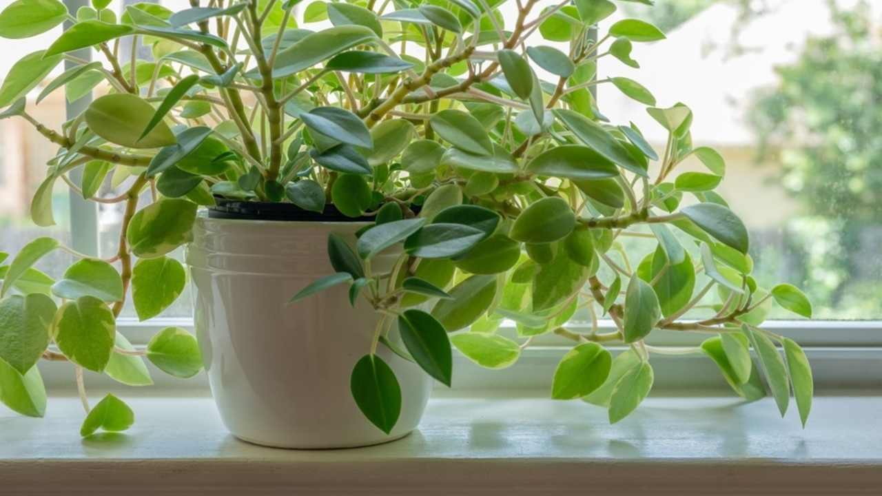 Peperómia pestovaná na parapete pri okne