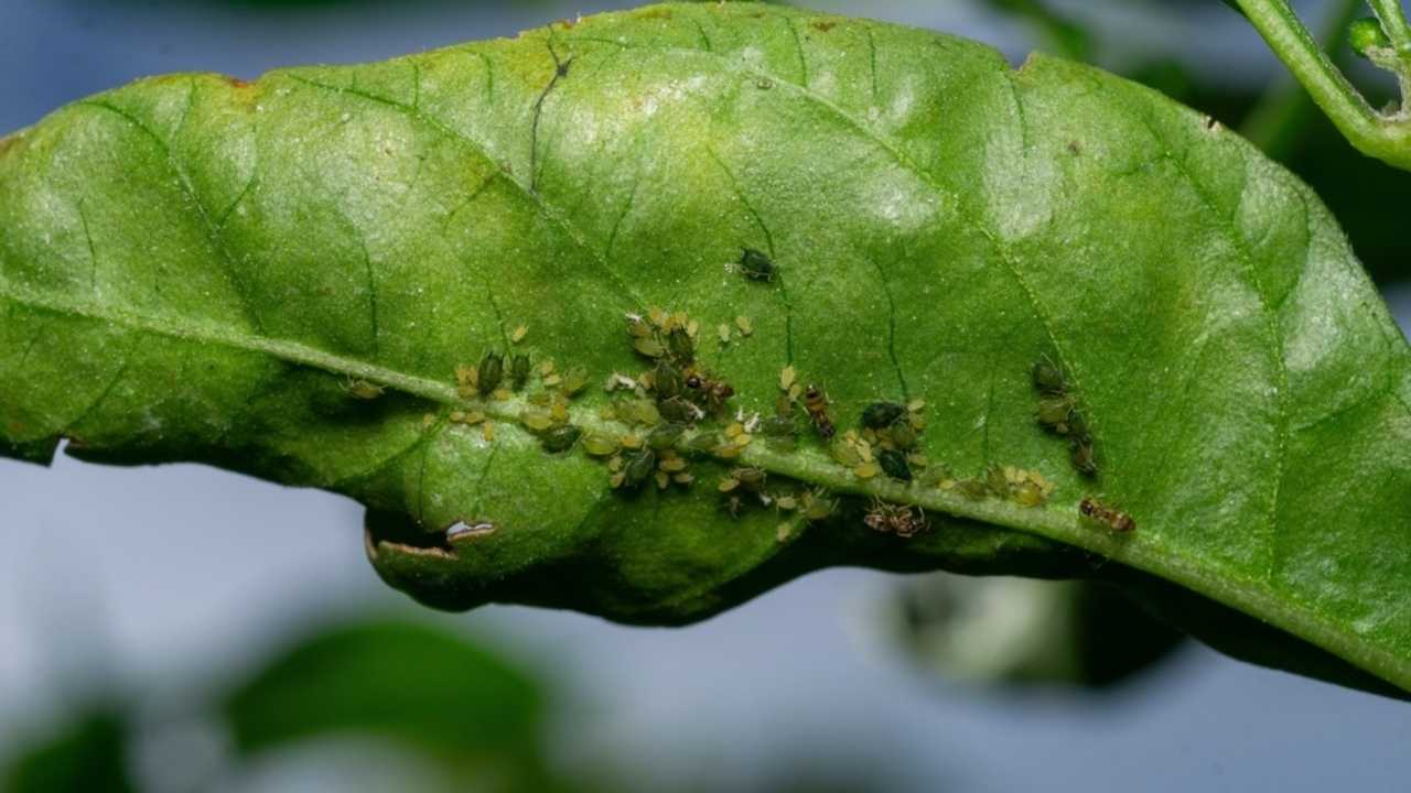 Detail vošiek na spodnej strane listu izbovej rastliny.