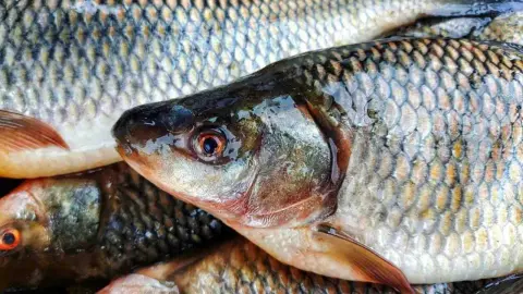 Čerstvý kapor s lesklými šupinami a čistými očami pripravený na spracovanie