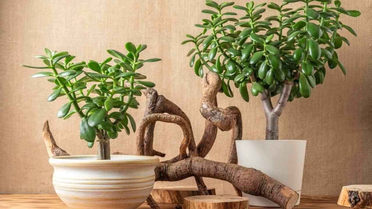 Tučnolist (crassula) so silným kmienkom a kompaktným tvarom v črepníku