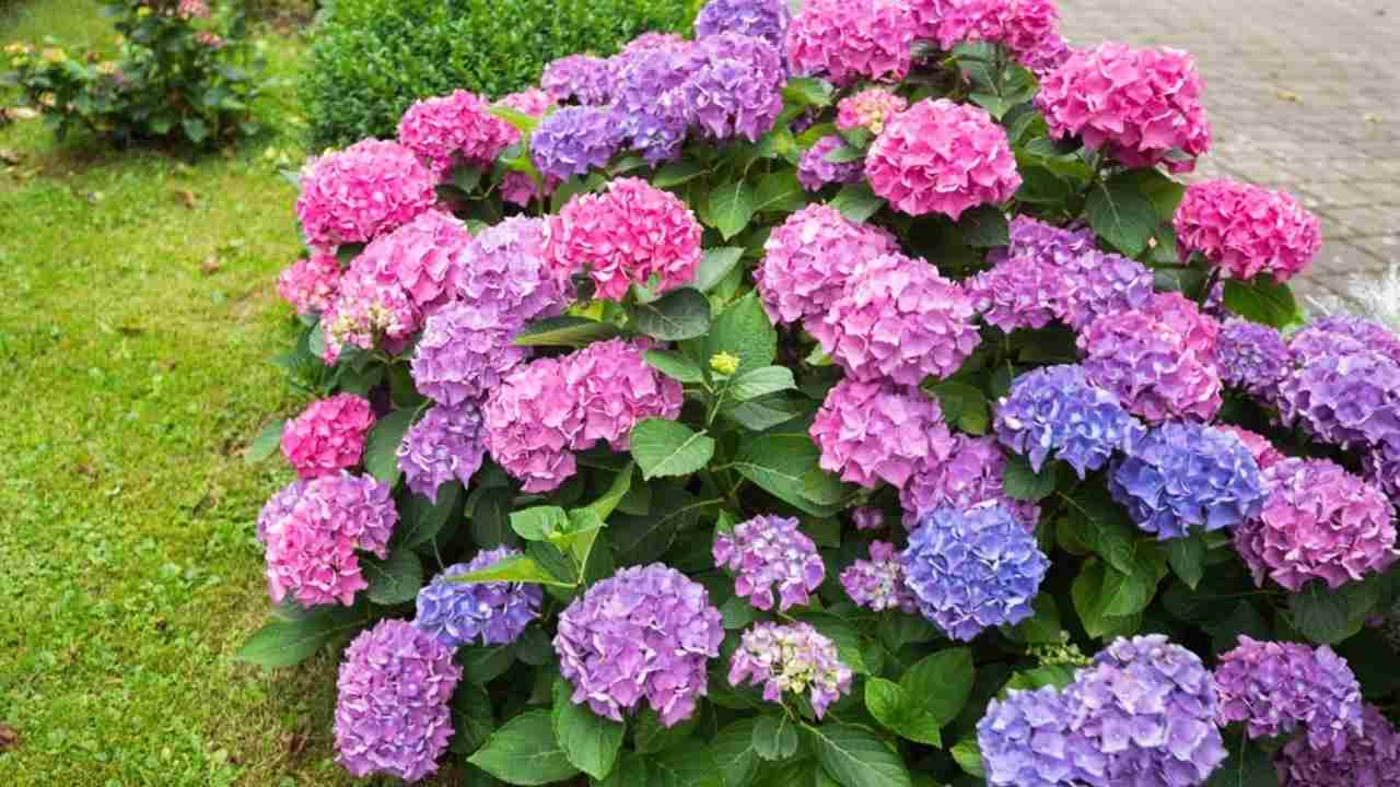 Kvitnúce hortenzie v záhrade počas jari