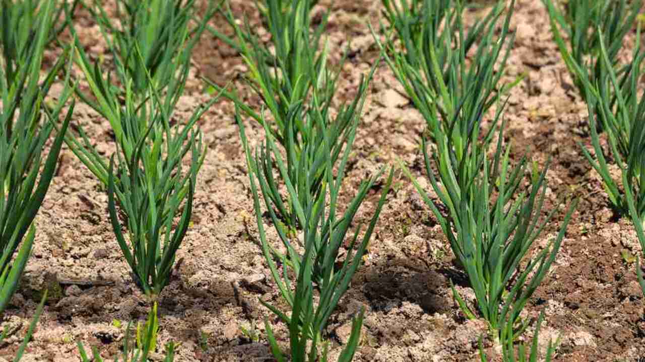 Mladé rastliny šalotky rastúce v pravidelných riadkoch na kyprenej pôde v záhrade
