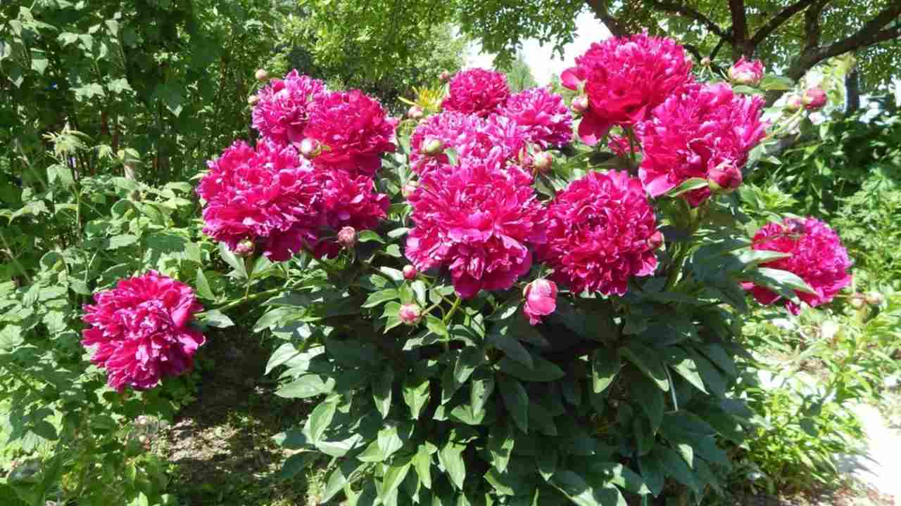 Ružové pivónie v plnom kvete v záhrade