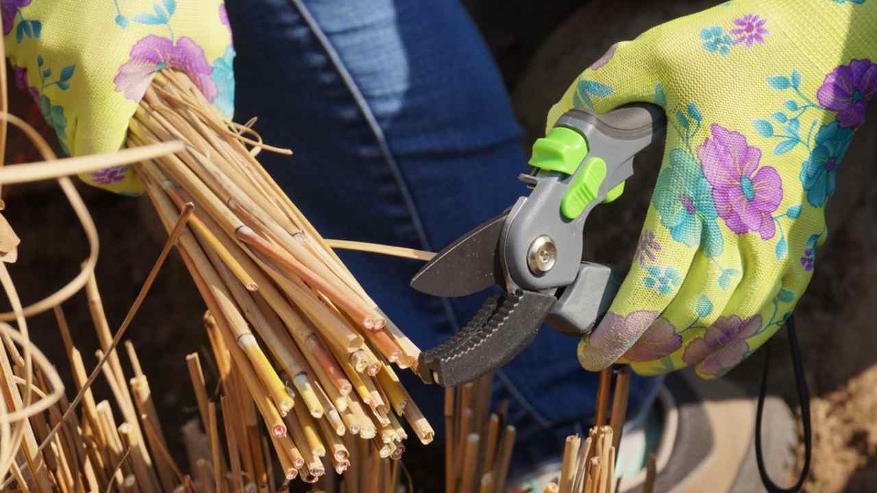 Strihanie okrasných kríkov záhradníckymi nožnicami v zimnom období