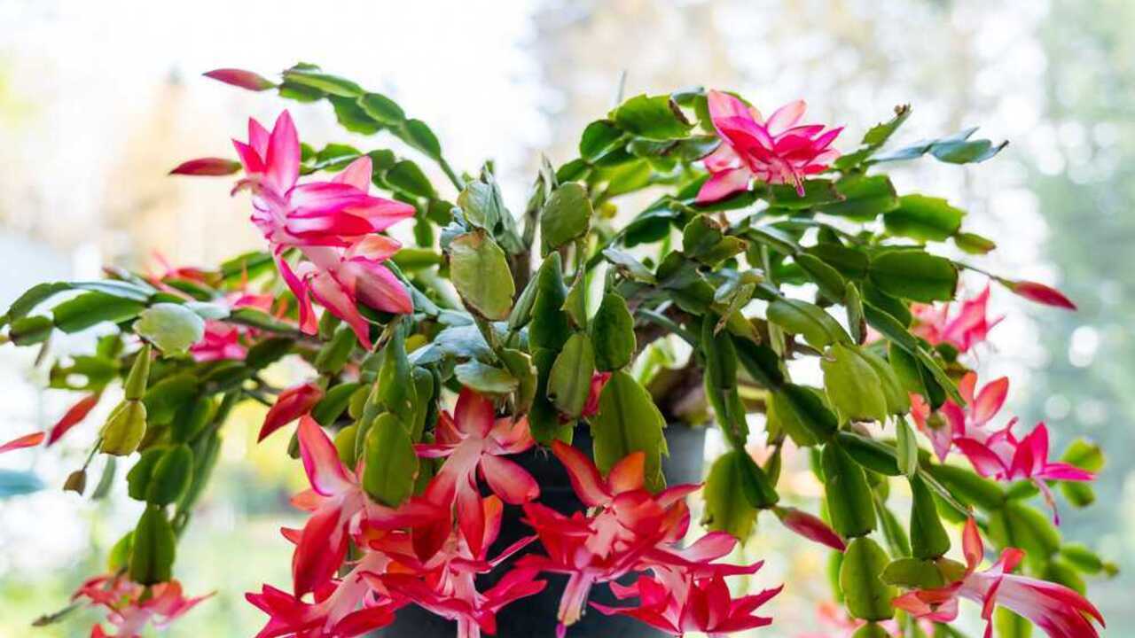 Kvitnúci vianočný kaktus so sýto ružovými a červenými kvetmi v interiéri na svetlom pozadí