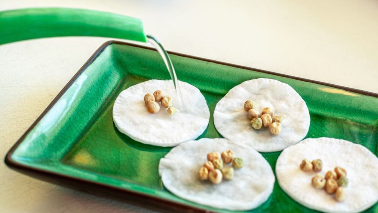 Semená položené na vatových tampónoch, ktoré sa zvlhčujú vodou pred klíčením