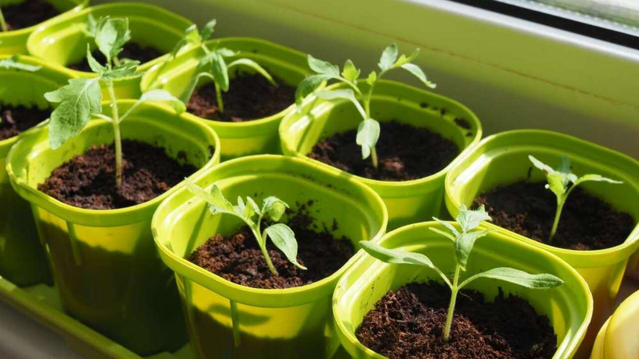 Mladé priesady paradajok v zelených plastových kvetináčoch na slnečnom parapete.