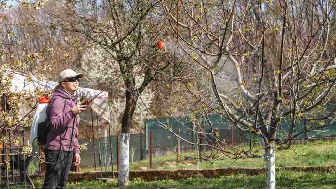 Záhradkár postrekuje ovocný strom ochranným roztokom v jarnej záhrade