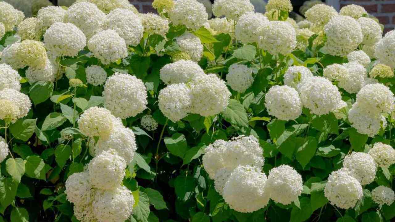 Bohato rozkvitnuté biele hortenzie v záhradnom záhone