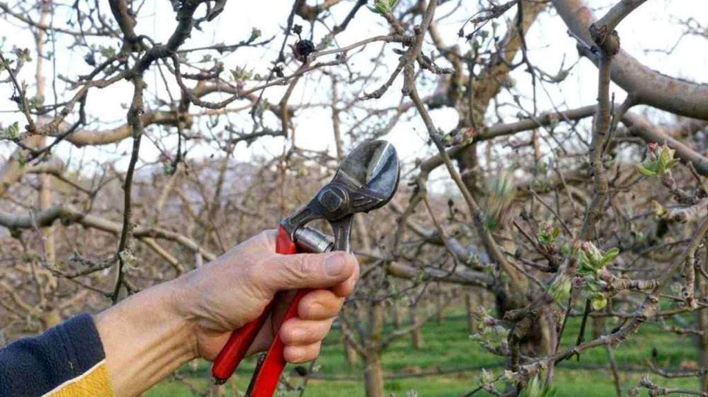 Ruka drží záhradnícke nožnice a strihá konár jablone na jar