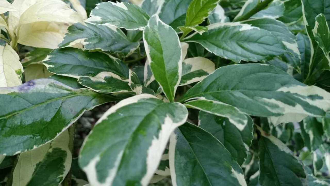 Pestré listy drieňa bieleho s bielym lemovaním na okrasnom kríku v záhrade