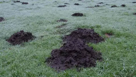 Krtince na zelenom trávniku počas miernej zimy bez snehu