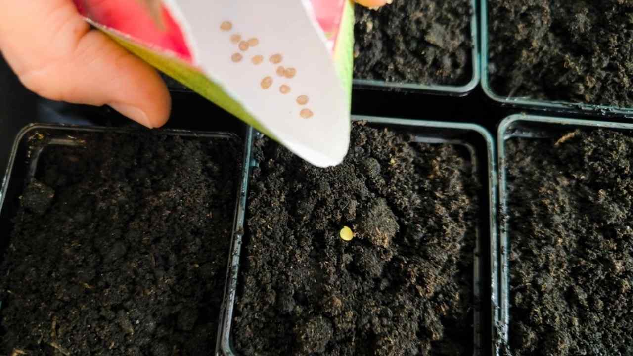 Výsev semien papriky do sadbovača v interiéri