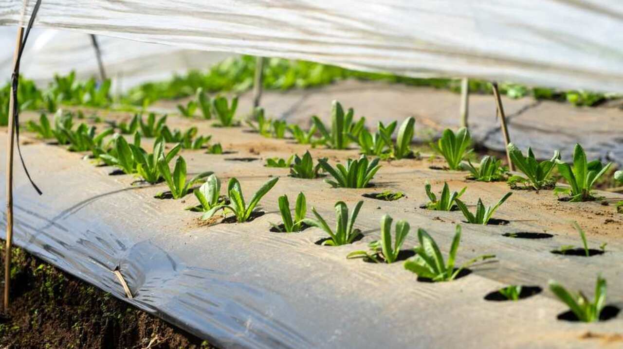Mladé sadenice listovej zeleniny rastúce vo fóliovníku pod nízkym tunelom s ochrannou fóliou.