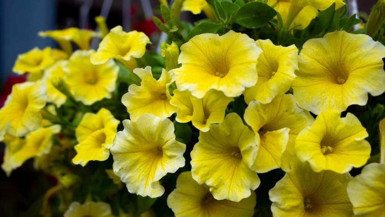 Žlté petúnie v plnom kvete s lievikovitými kvetmi v záhradnej výsadbe