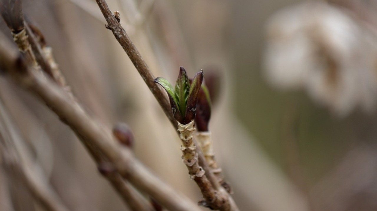 Detail mladého púčika hortenzie na drevnatých výhonkoch na začiatku jari