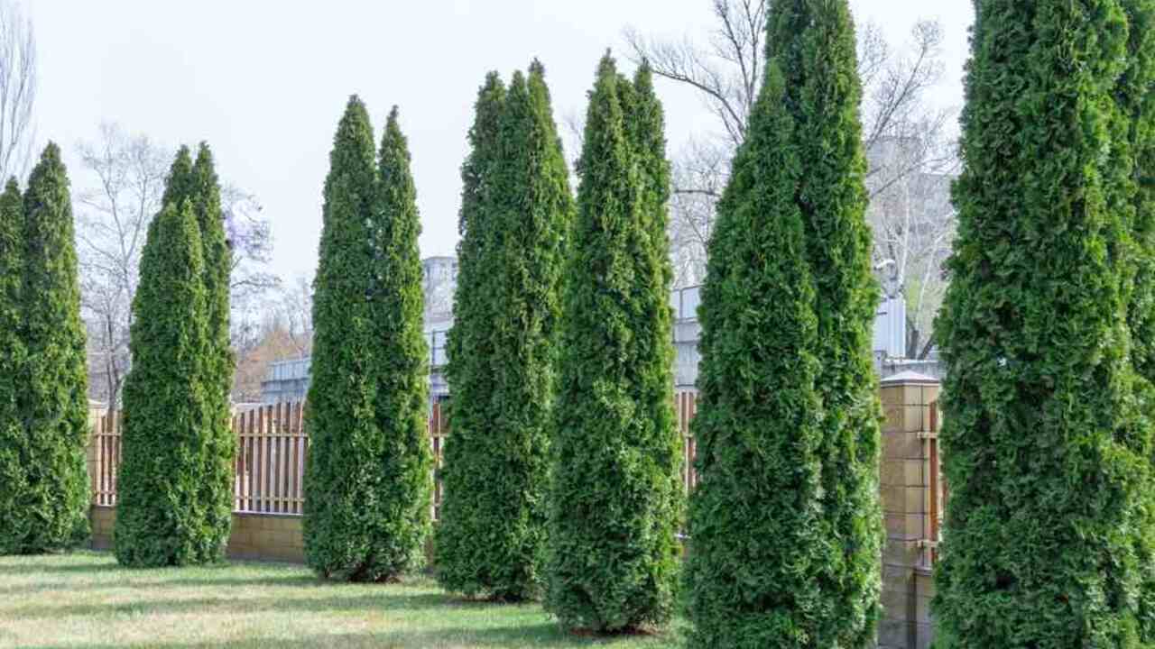 Rad vysokých zelených tují vysadených v záhrade pozdĺž plota