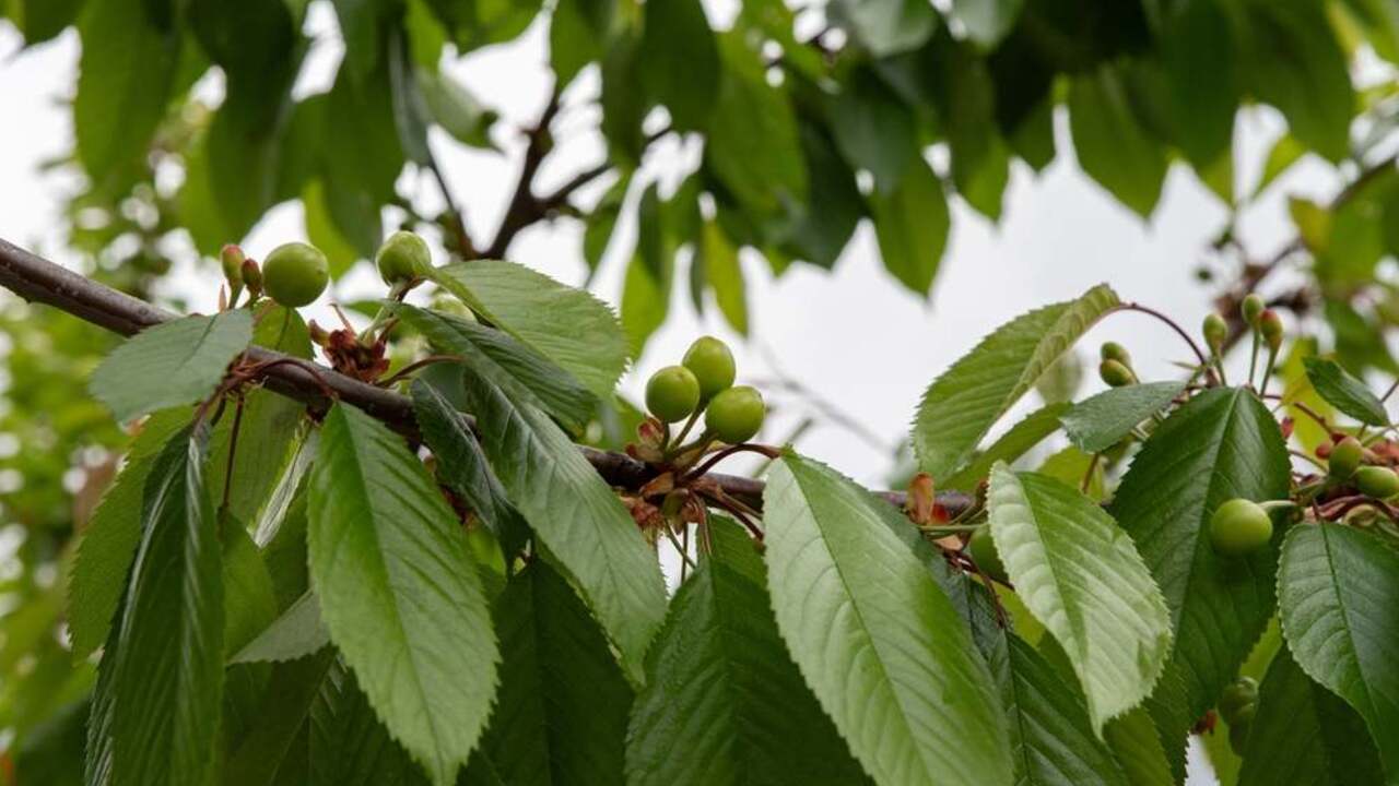 Vetva čerešne s mladými zelenými plodmi a sviežimi listami na jar.