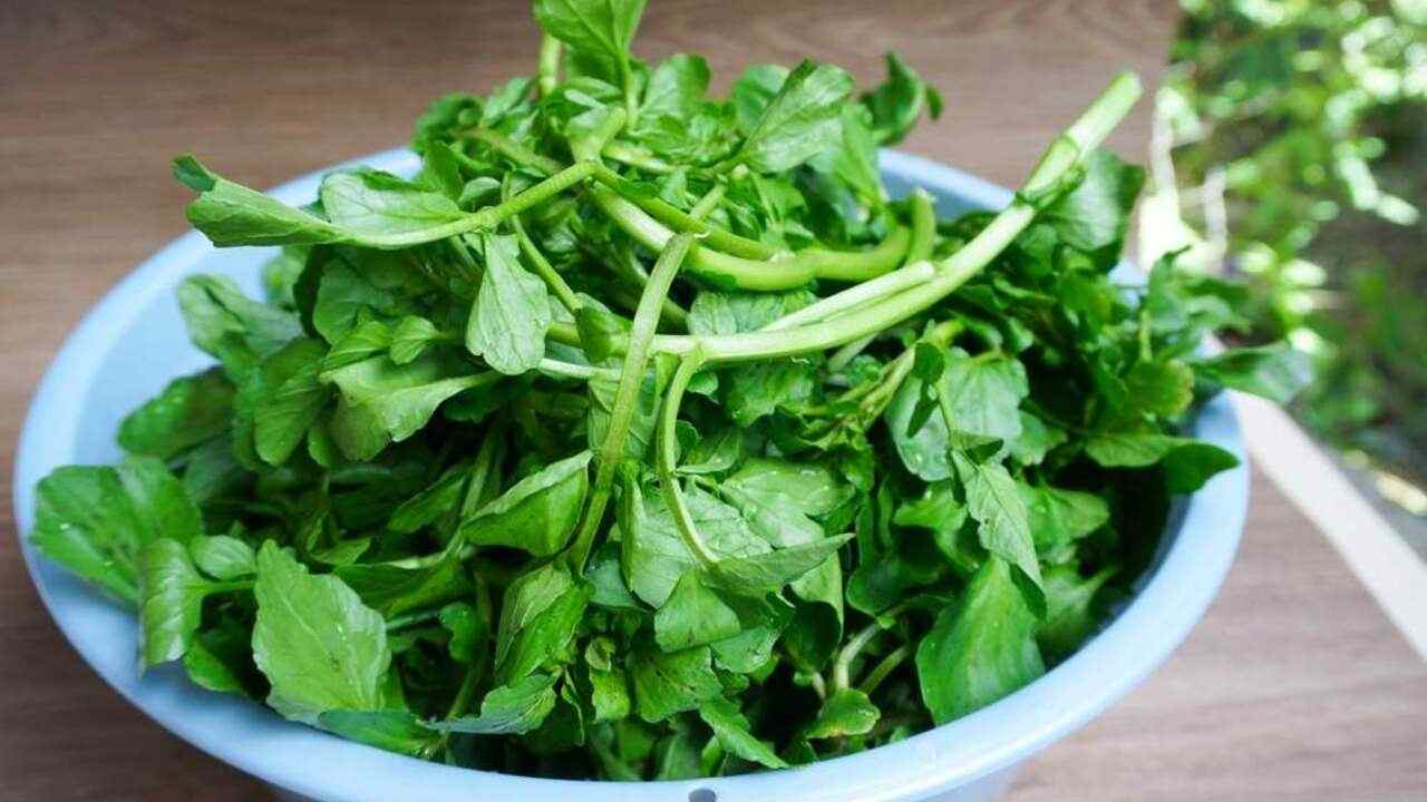 Čerstvá žerucha potočná v miske, detail zelených listov