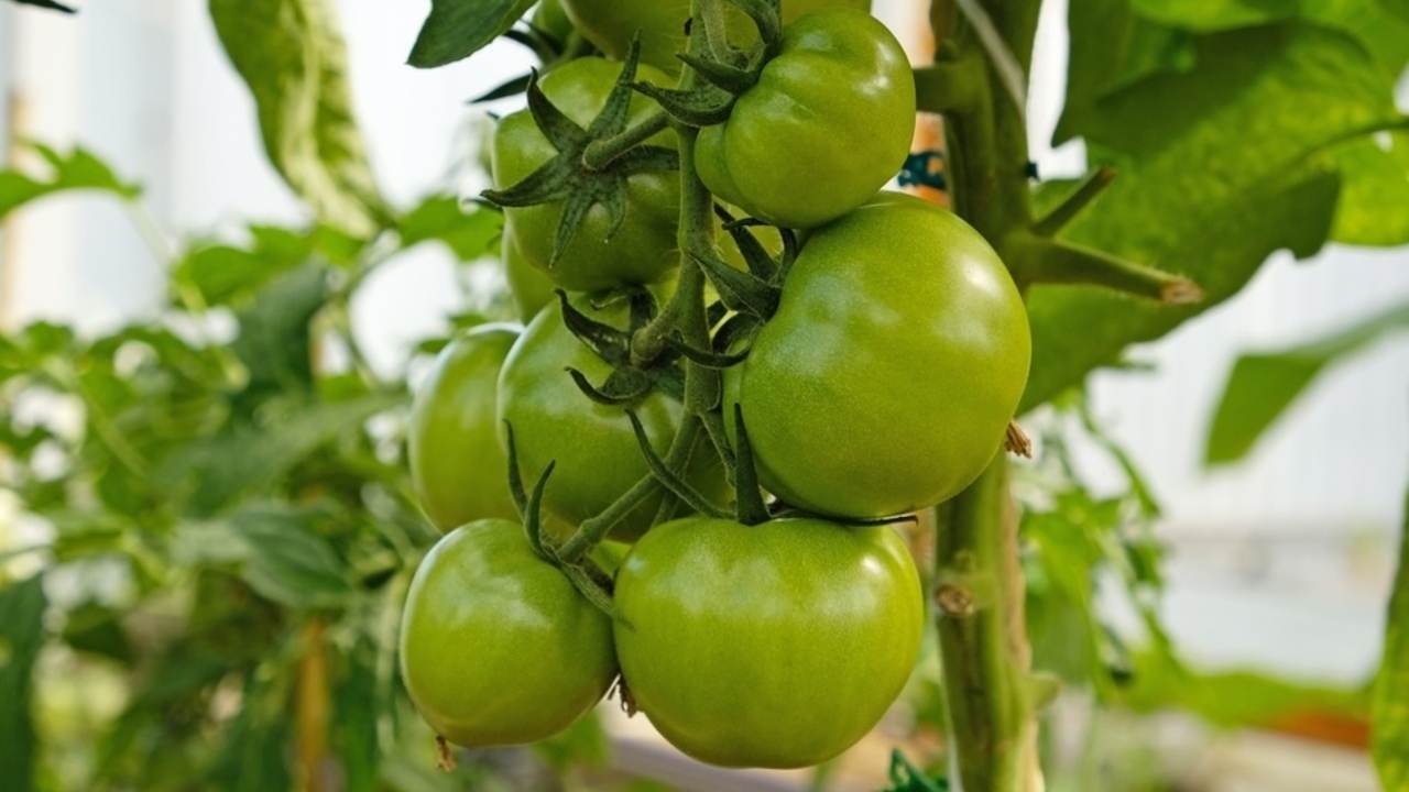 Klas zelených paradajok, visiaci na viniči v záhrade alebo skleníku, symbolizujúci rast a blížiacu sa úrodu. Plodenie rastliny. Koncepcia poľnohospodárskych rastlín, kvitnutie, zber úrody, záhradníctvo.