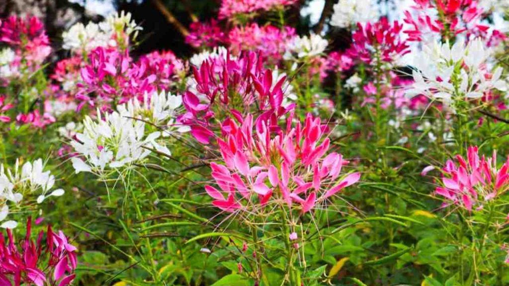 Kvitnúce kleome tŕnisté (Cleome spinosa) v ružovej a bielej farbe na letnom záhone v záhrade