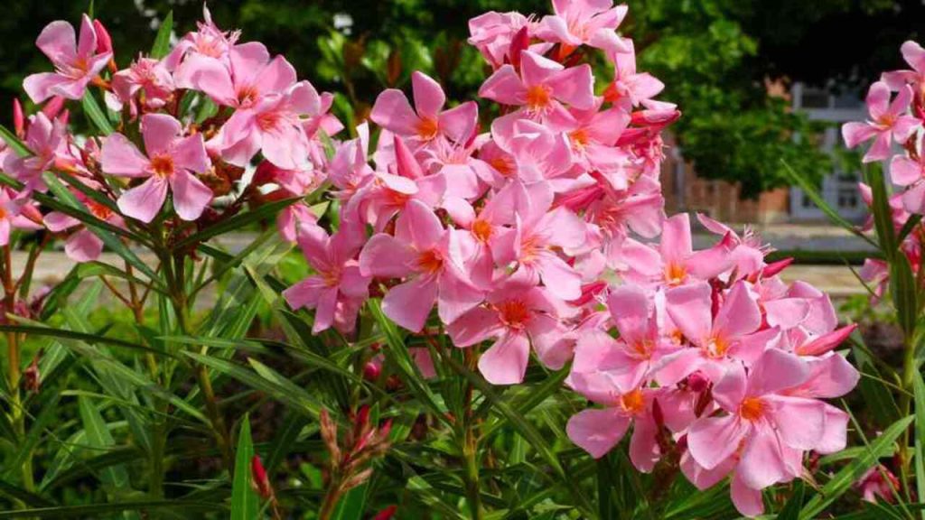Ružový oleander kvitnúci v kvetináči na slnečnej terase