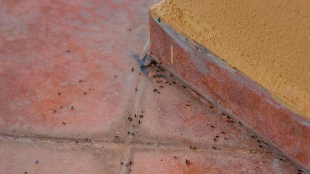Mravce pohybujúce sa medzi škárami dlažby na terase