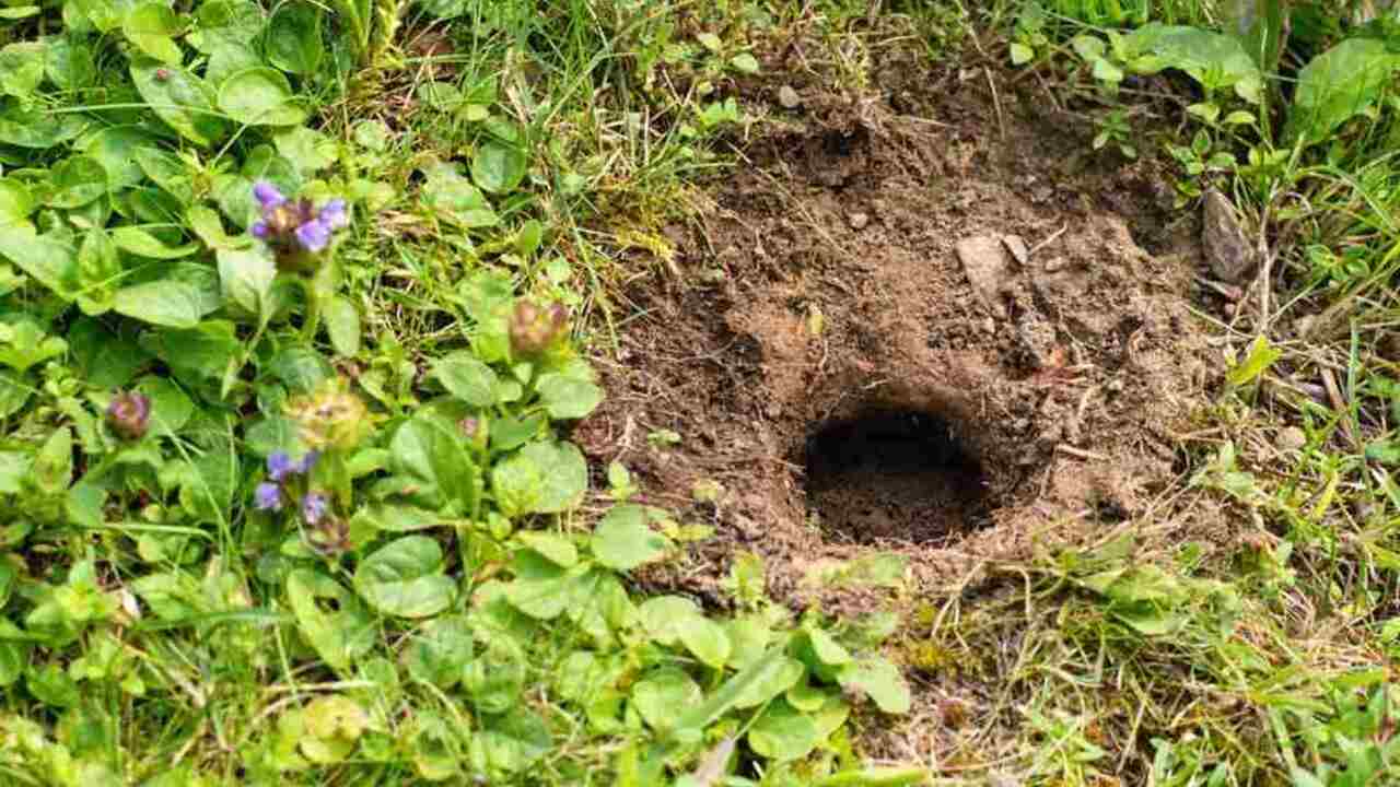 Diera v trávniku spôsobená hrabošom v záhrade