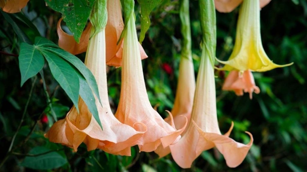 Brugmansia s veľkými trúbkovitými kvetmi kvitnúca v záhrade