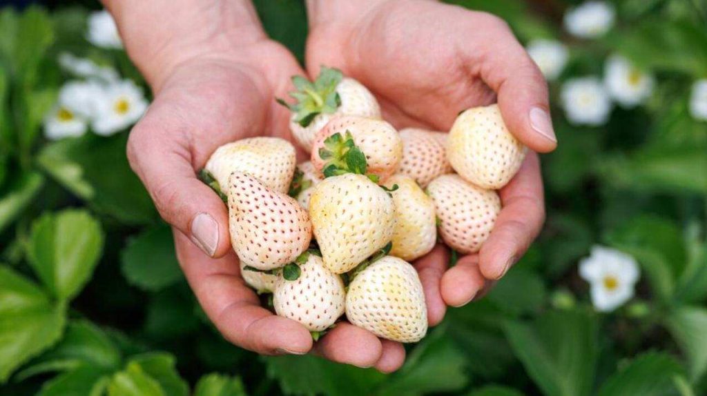 Úroda bielych jahôd pineberry v rukách pestovateľa v záhrade