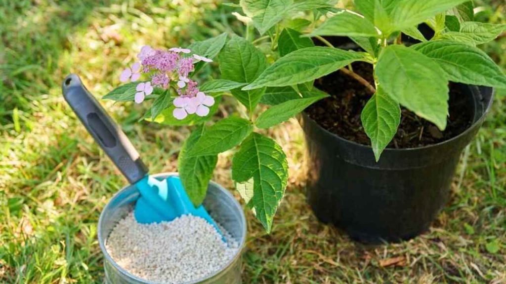 Hnojenie hortenzie granulovaným hnojivom pri výsadbe v záhrade