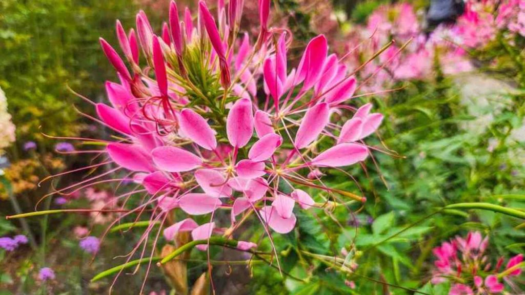 Ružové kvety kleome tŕnistej (Cleome spinosa) s dlhými tyčinkami pripomínajúcimi pavúčie nohy v záhradnom záhone
