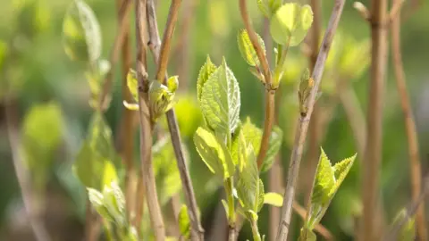Mladé svetlozelené listy hortenzie vyrastajúce z jarných výhonkov po reze
