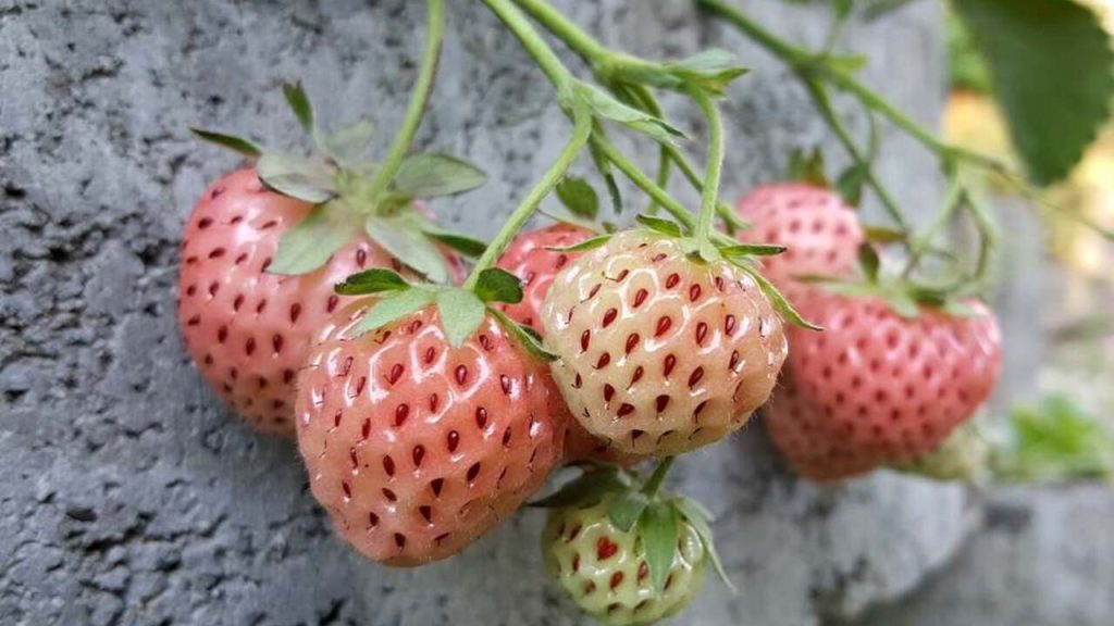 Biele ananásové jahody (pineberry) s červenými semienkami rastúce na rastline